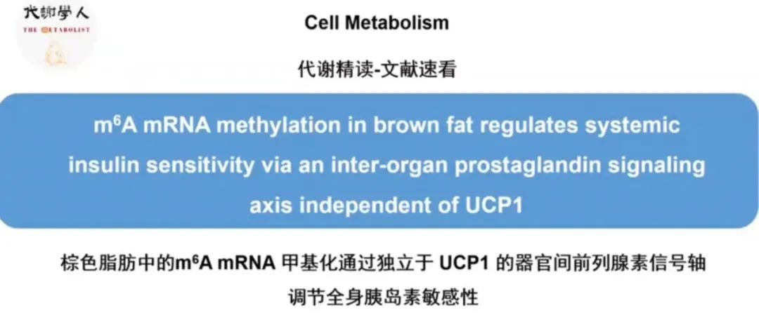 【视频号】脂肪转录奥秘深，m6A标记引路人（附文字版链接）