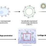 Sci Adv丨中南大学曾超等团队研究发现HKL-GECM@MPNPs通过阻断IL-1β并修复SIRT3展现治疗OA潜力