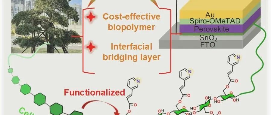 福建农林大学吴慧/福建物构所高鹏团队：吡啶功能化纤维素N位效应调控界面新策略实现高效稳定钙钛矿太阳能电池