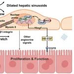 Hepatology&#160;|&#160;力学研究所龙勉/吕东媛发现牵张诱导的肝窦内皮细胞机械分泌作用促进肝细胞增殖