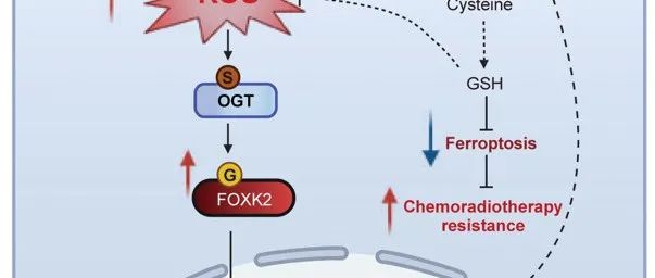 Nature Cell Biology | 西安交通大学韩苏夏课题组合作揭示铁死亡与肿瘤细胞放化疗敏感性新机制