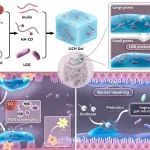 重庆大学/金凤实验室吴伟/张坤、上海交大刘尽尧、电子科大肖波 ACS Nano：活菌杂化水凝胶治疗肠道疾病