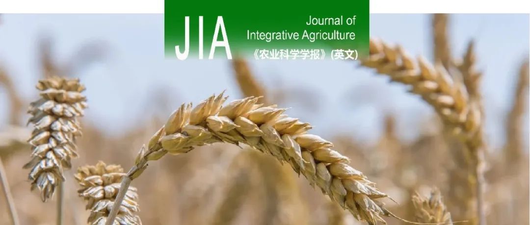 JIA | 2023—2025年「小麦栽培耕作」论文合集
