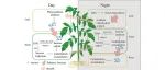 文献解读｜中国农业科学院蔬菜花卉研究所蒋卫杰团队揭示SlTPP1通过调控昼夜碳水化合物分配优化碳资源利用的机制