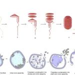 【科技前沿】Sci Adv | 朱平/王海纳/黄力团队合作揭示一种新型古菌包膜病毒的基因组结构及其感染策略