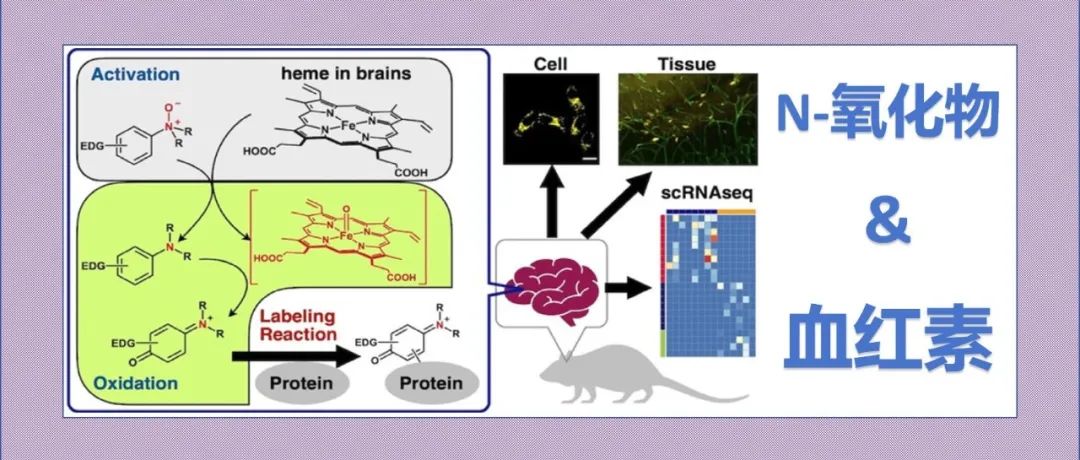 文献分享|N-氧化物驱动的血红素活化生物分子标记探针用于活细胞和小鼠脑中不稳定血红素的可视化
