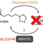 Nat. Chem. Biol. | ABHD11介导的硫辛酰去戊二酰化调节线粒体和T细胞代谢