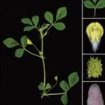 中科院遗传发育所冯健团队与韩方普团队在植物科学顶级期刊（IF=24.1）发表研究成果