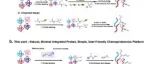 Analytical chemistry|丙烯醛作为半胱氨酸蛋白质组活性探针的研究