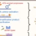 Adv Sci｜重庆医科大学段晨阳团队首次揭示脓毒症患者cf-mtDNA断裂特征，助力临床早期识别与风险预警