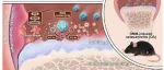 ACS Nano: d-RuO&#8322;纳米球通过抑制ROS/NLRP3/Caspase-1通路延缓骨关节炎进展