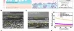 清华大学张强，吉林大学田瑞源/杜菲AM：设计无阳极钠电池集流体的定量描述符
