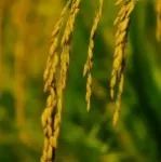 扬州大学农学院青年教师一作在Nature子刊发表研究成果