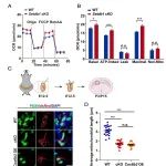 PNAS | 复旦大学解云礼研究揭示了大脑发育过程中胚胎神经干细胞向aNSCs连续性维持的调控机制