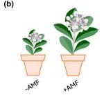 New Phytologist | 菌根对植物生长的促进和对病原体的诱导抗性，取决于菌根真菌和病原菌来源是否匹配