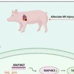 Autophagy | 同济大学高崚/刘中民研究发现MSCs来源的ABs具有治疗心肌梗死的临床应用潜力