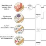 New Phytologist | 根系可塑性的微生物驱动因素