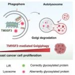 Autophagy | 武汉大学崔逸仙研究揭示TM9SF3作为高尔基体自噬受体及其在支持肿瘤进展中的作用
