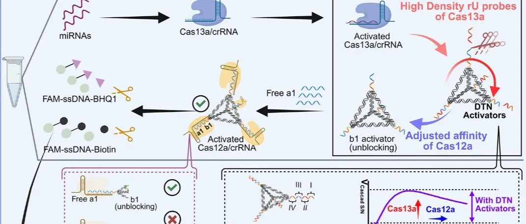 ACS Nano&#166;DTN介导的“时空双控”CRISPR级联技术：集成Au@s-Pt纳米探针和AI，用于检测宫颈癌MicroRNA