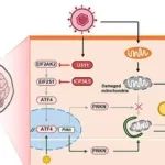 Autophagy | 深圳大学郑楷研究揭示了线粒体自噬在抑制病毒性脑炎中的保护作用