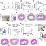 PNAS | 东北师范大学巴雪青/魏民研究揭示OGG1在适应性免疫相关炎症疾病中的新功能
