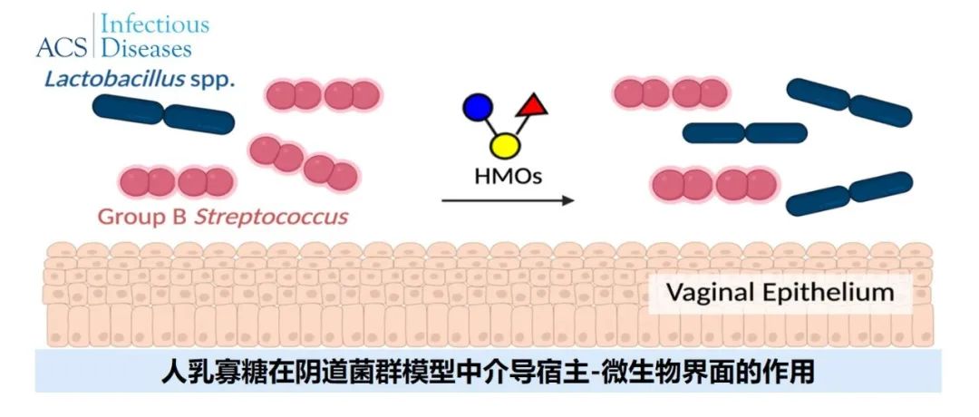 ACS Infect. Dis. | 人乳寡糖在阴道菌群模型中介导宿主-微生物界面的作用