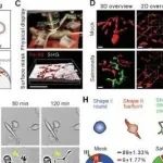 EMBO J | “鱼网”式固有免疫系统防御策略：酒亚明课题组发现巨噬细胞形成“树突状伪足”高效捕获细菌