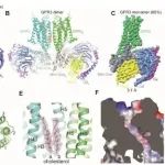eLife&#160;|&#160;清华大学郑三多研究揭示了二聚化界面上的配体对二聚体&#160;GPR3&#160;的变构调节
