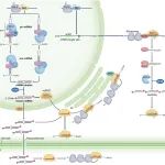 Nat Rev Mol Cell Biol | 北京大学陈雪梅课题组系统阐释植物miRNA成熟与功能调控机制