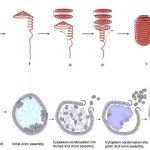 Sci Adv | 中国科学院生物物理研究所朱平研究组与合作者揭示一种新型古菌包膜病毒的基因组结构及其感染策略