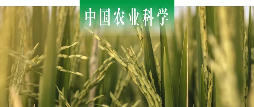 中国农业科学 | 三明市农科院韦新宇课题组对水稻颖花开裂新基因OsSG进行图位克隆与功能验证