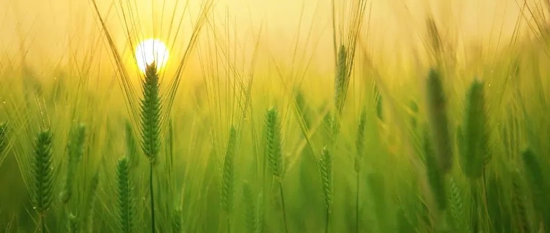 Nature Commun | 吉林大学潘洪玉教授/刘金亮教授团队揭示核盘菌效应子扰乱叶绿体光合-免疫开关抑制植物免疫机制