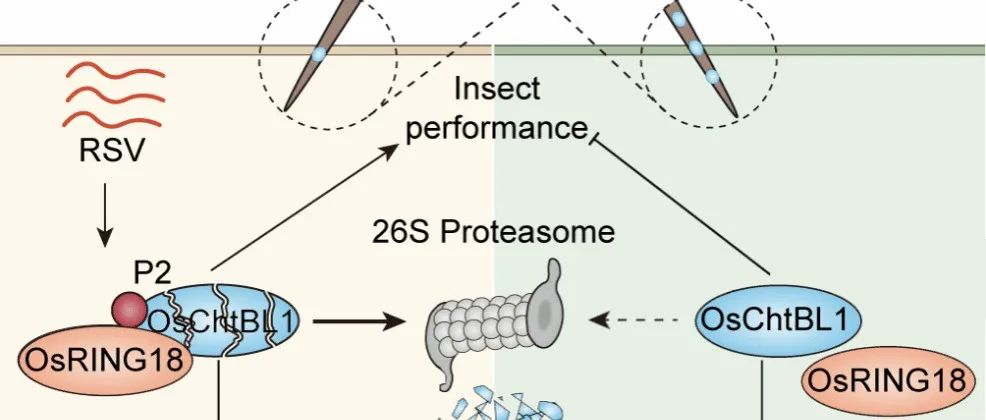 河南农业大学与宁波大学联合培养博士生以第一作者身份发表Nature Communications