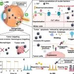 ACS Nano：电驱动嵌合细胞外囊泡可穿越眼底膜屏障以治疗视网膜母细胞瘤
