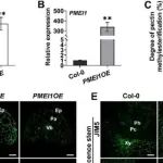 Adv Sci丨四川大学肖朝文研究发现果胶修饰酶与开花时间和韧皮部运输的控制有关