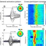 PNAS | 香港大学欧阳光研究发现高风险事件脉冲式信息可激活特殊神经通路，为研究大脑显著性响应提供新方向