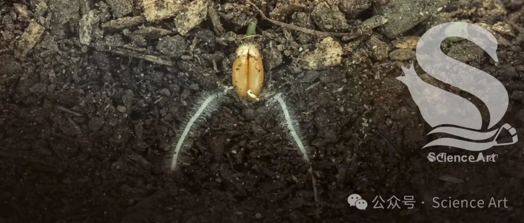 Plant cell | 胡彦如团队发现晚期复合蛋白拮抗ABI3和ABI5，从而在时间上调控脱落酸信号传导和种子萌发