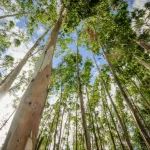 Journal of Ecology | 华南植物园发现最长的生长季拥有最少的木质部细胞生长量