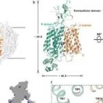 Nat Commun丨中国科学院赵岩等团队研究发现URAT1抑制剂治疗高尿酸血症的分子机制