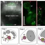 Nat Commun | 中国科学技术大学刘承武团队发现豆科植物纤维素酶调控根瘤菌侵染的新机制