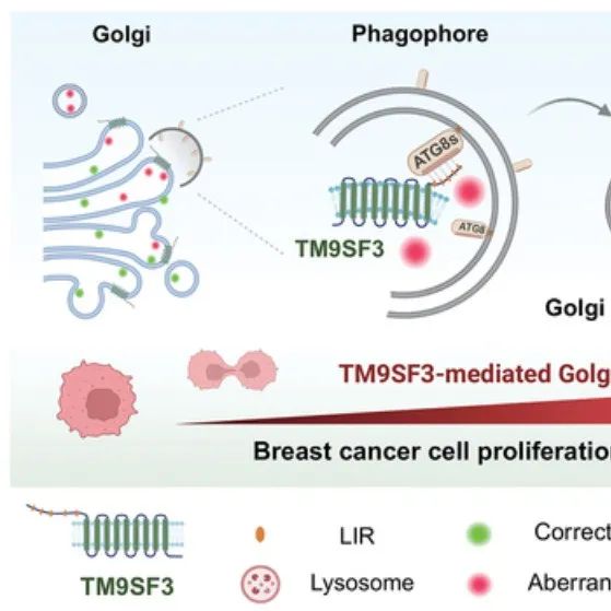 Autophagy | 武汉大学崔逸仙团队揭示TM9SF3作为高尔基体自噬受体及其在支持肿瘤进展中的作用