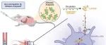 Cancer Cell | 中山大学徐瑞华团队揭示肠道细菌通过释放脂蛋白促进肿瘤免疫治疗疗效
