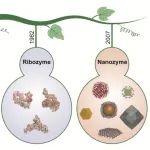 范克龙/高利增研究组最新综述：纳米酶拓展生物催化新边界