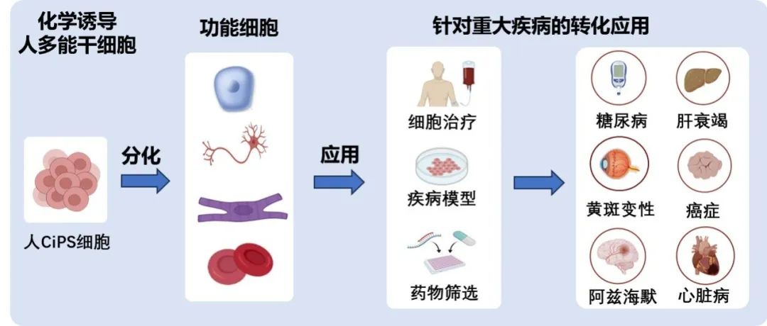 邓宏魁团队在化学重编程领域取得新成果：首次实现将人体血液细胞化学重编程为多能干细胞
