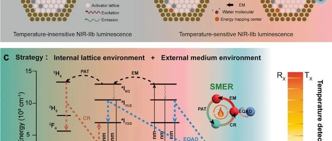 AFM.通过铒亚晶格介导的能量循环提高用于体内发光纳米测温的近红外IIb区镧系纳米温度计的热灵敏度