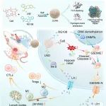 Biomaterials：自放大纳米诱导剂可打破肿瘤稳态以促进细胞焦亡和实现高效的免疫治疗