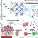 JACS：纳米级供体-受体共价有机框架线粒体用于实现线粒体靶向声动力治疗和抗肿瘤免疫