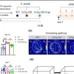 Adv Sci丨江南大学柴高尚等团队研究发现辣椒素通过上调PPARA-ATP6V0E1-V-ATPase通路减轻AD病理
