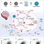 Biomaterials丨同济大学董海青/李永勇研究发现靶向乳酸代谢协同调控铜死亡和铁死亡可增强癌症免疫治疗效果