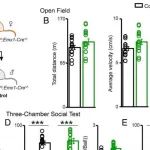 PNAS | 中国科学院大学马鹏程等团队研究发现 ZC4H2 在调节兴奋性突触活动中的生理作用
